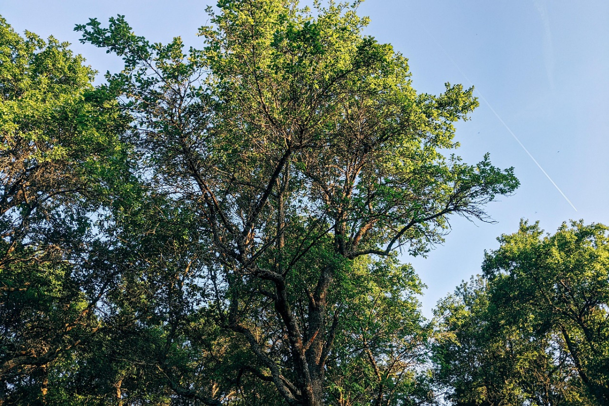 trees-6570753_1280.jpg