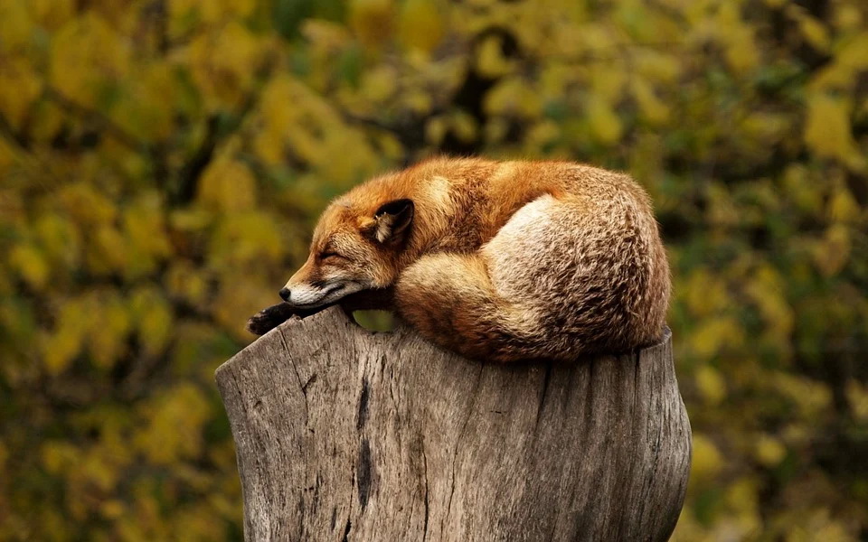 fox-1284f512_960_720.jpg