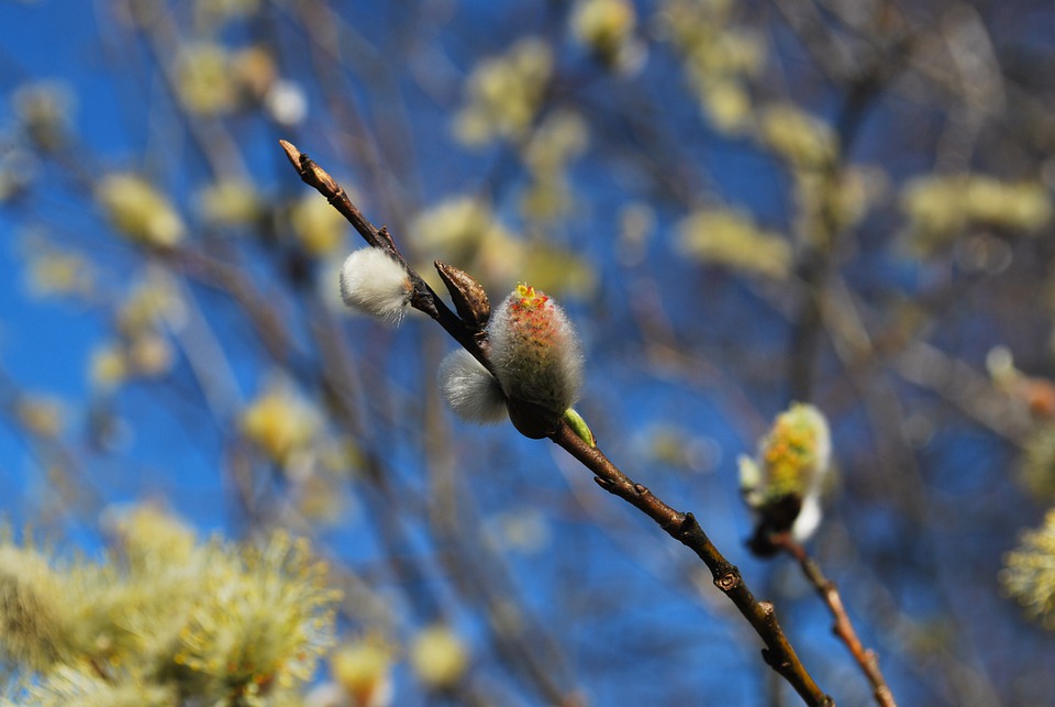 flower-5117348_960_720.jpg