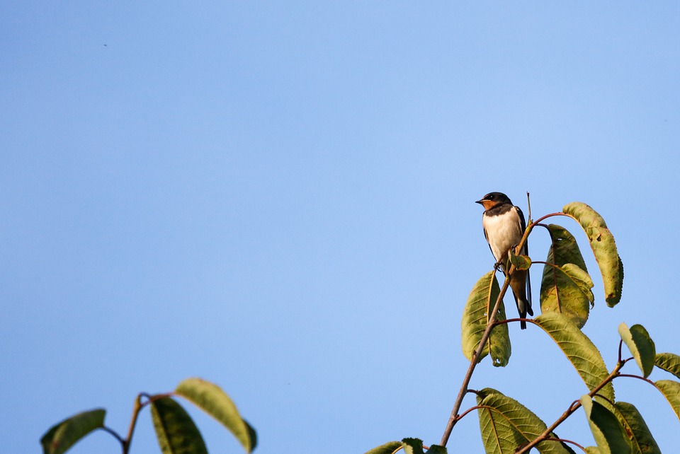 bird-5430376_960_720.jpg