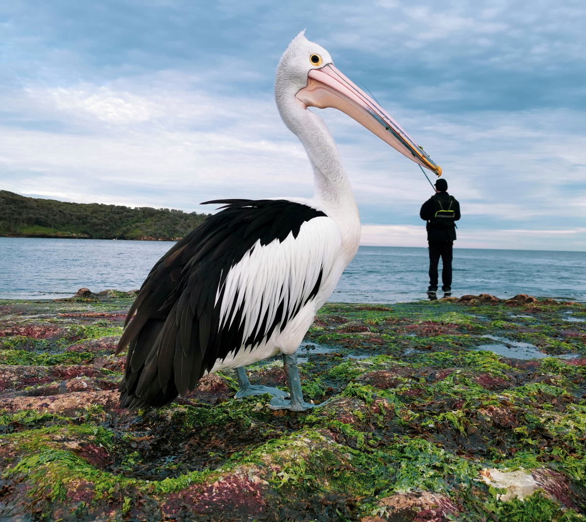 图4-Pick a Beak-©Justin Mendoza-菲律宾-HUAWEI P30 Pro.jpeg