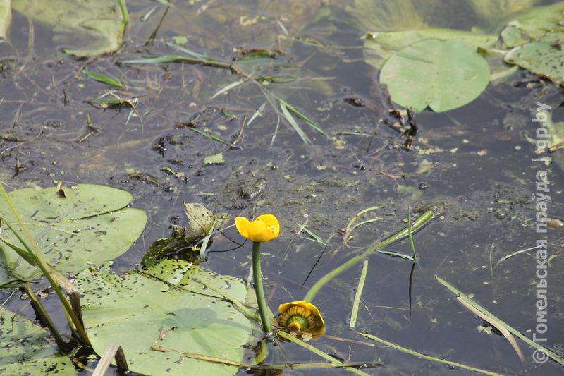 IMG_8126.JPG