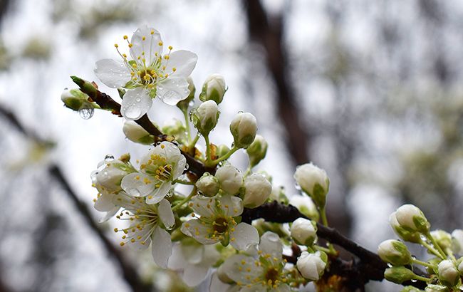 pixabay_com_20leoleobobeo_vesna_20dozhd__id32777_650x410_11_650x410.jpg