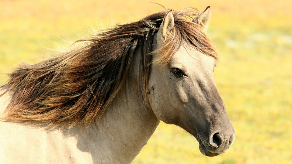 horse-197199_1920.jpg