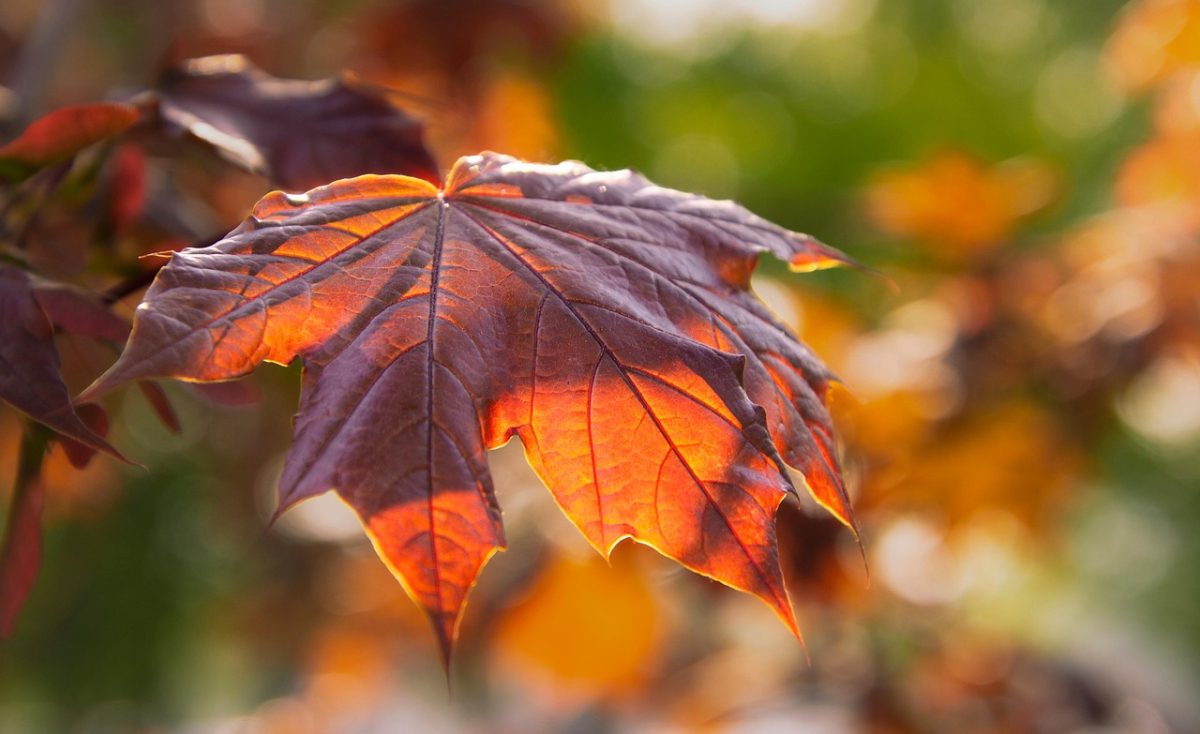 leaves-7862602_1280.jpg leaves-7862602_1280.jpg