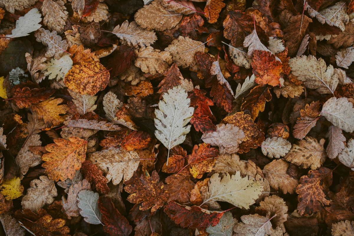 pexels-photo-3144214.jpeg