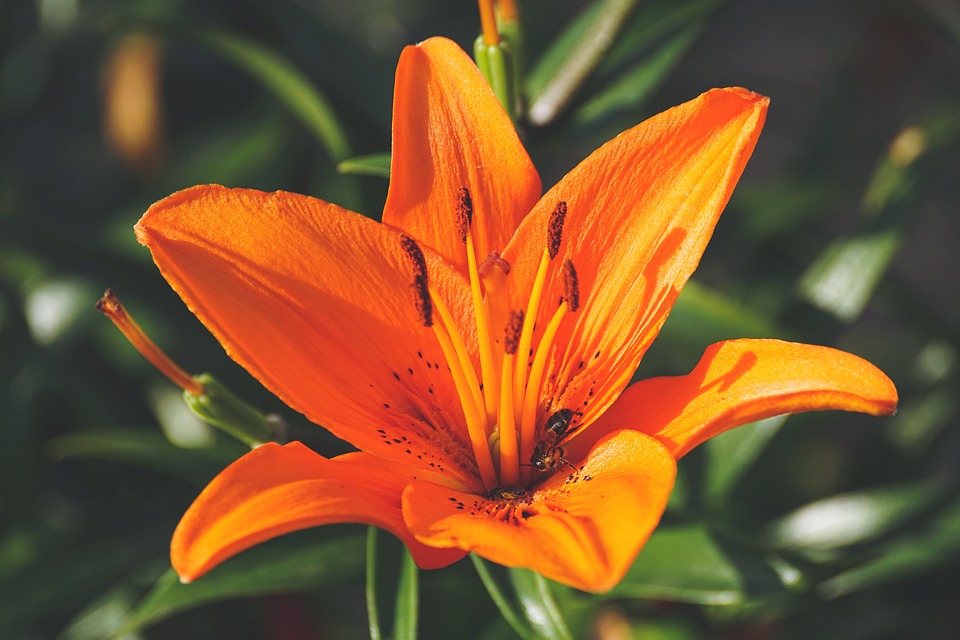 lily-3520837_960_720.jpg lily-3520837_960_720.jpg