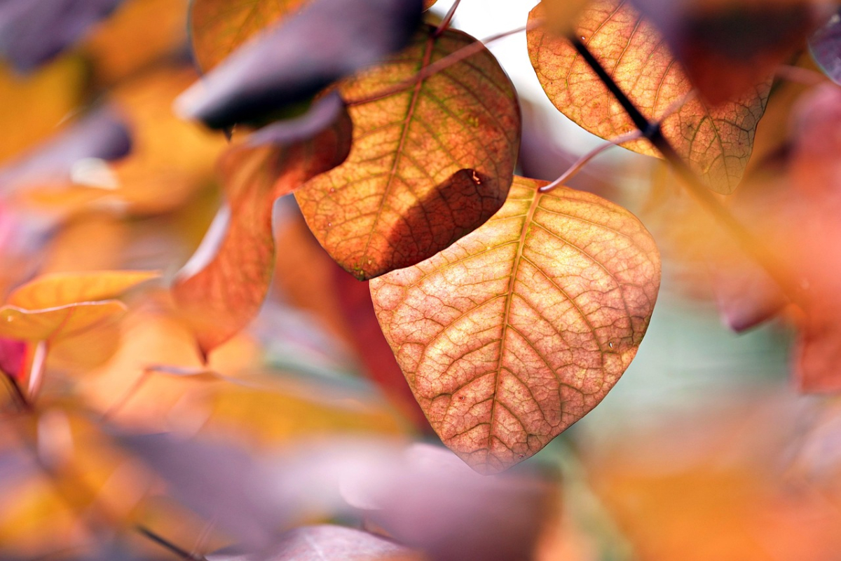 leaves-8962041_1280.jpg
