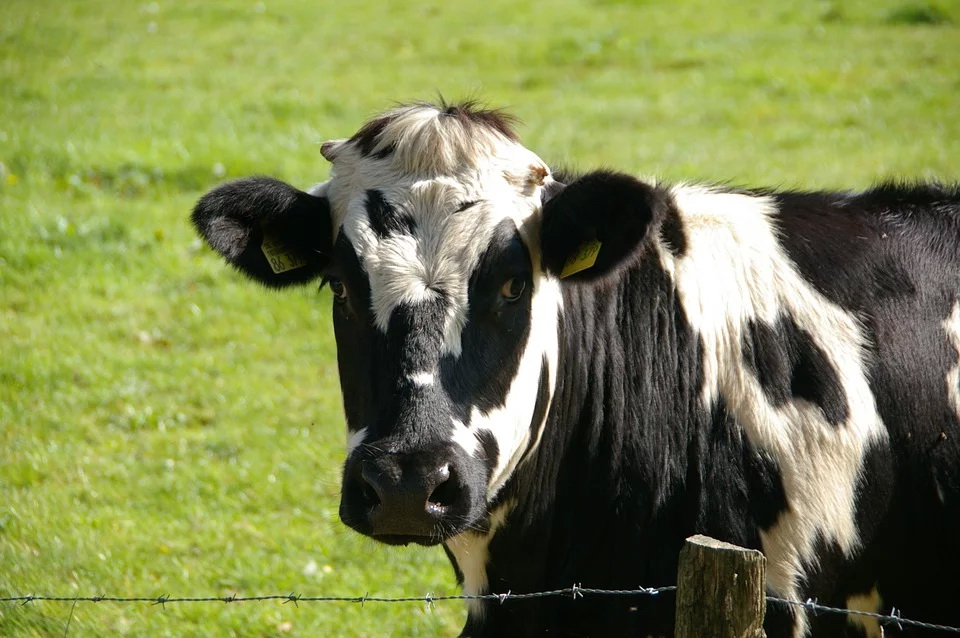 cow-234835_960_720.jpg cow-234835_960_720.jpg