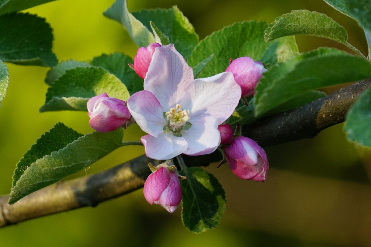 apple-blossom-3371039_1280.jpg apple-blossom-3371039_1280.jpg