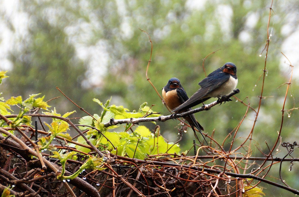swallows-6260118_960_720.jpg