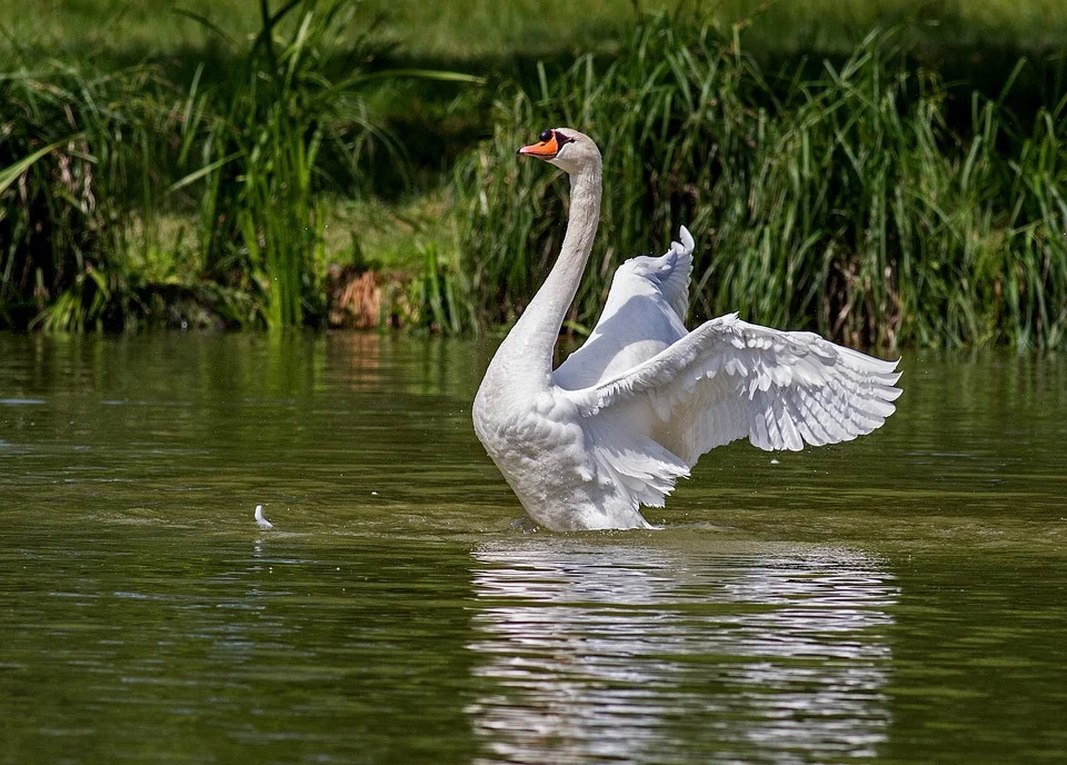 swan-359931_960_720.jpg swan-359931_960_720.jpg