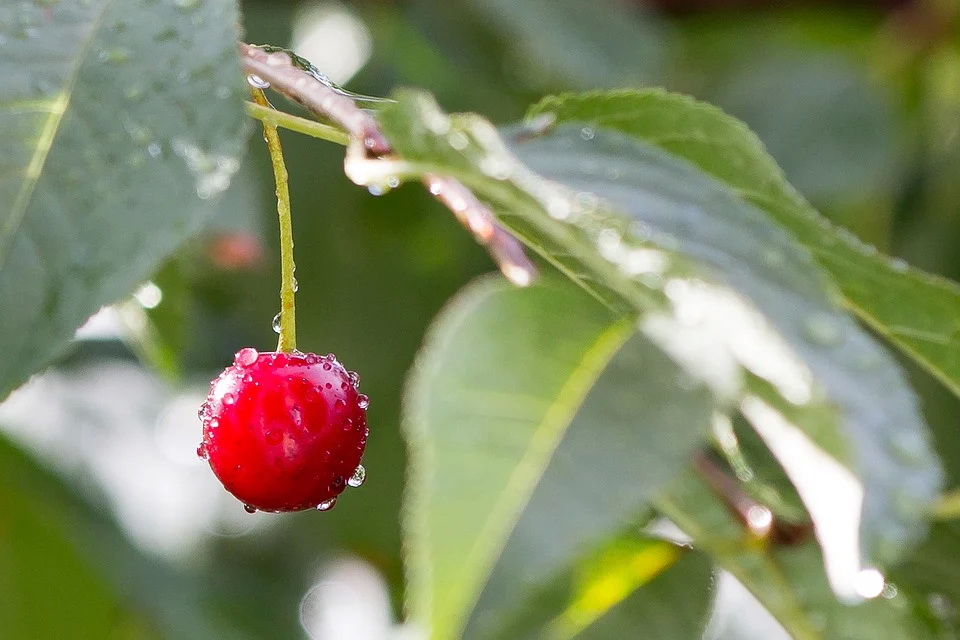 cherry-2665627_960_720.jpg