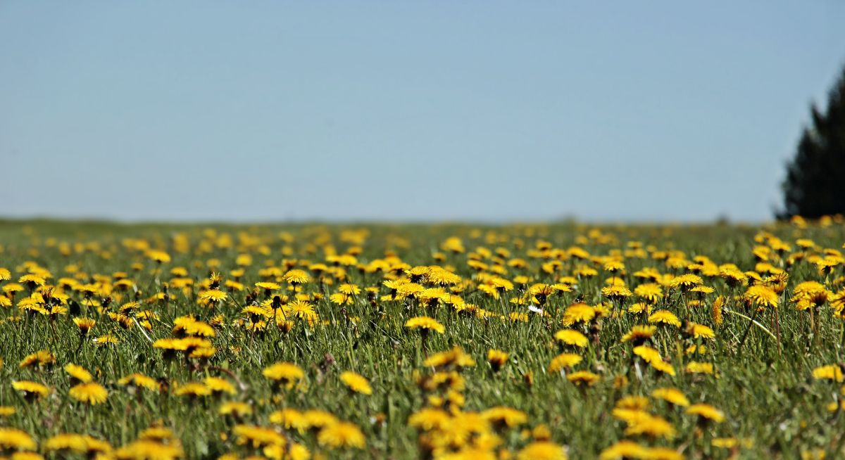 noname_13-dandelion-3382825.jpg