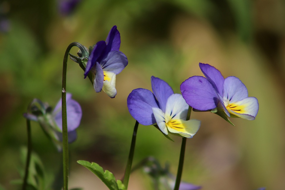 arable-violets-4224439_960_720.jpg