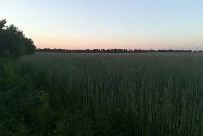 В Речицком районе в поле потерялась 6-летняя девочка