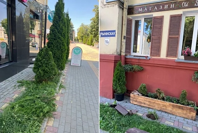 Милиция нашла тех, кто разворотил цветочные горшки и туи на улице Ирининской в Гомеле