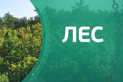 Сокровища земли Гомельской. Лес