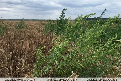 В Речицком районе уничтожили плантацию дикорастущей конопли