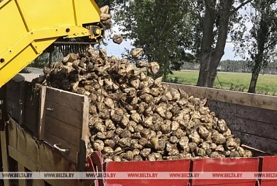 В Беларуси убрали сахарную свеклу с 55% площадей
