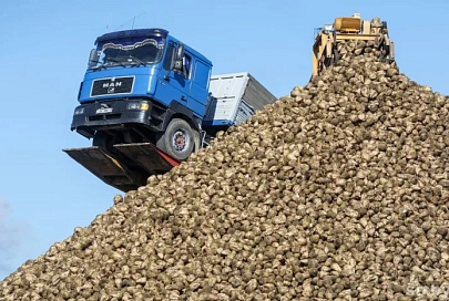 Урожай сахарной свеклы в Беларуси на 9% больше прошлогоднего