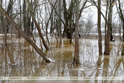 Талые воды подтопили подворья и участки дорог в Гомельской области