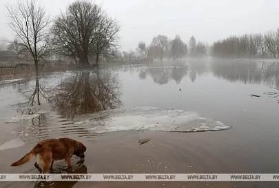 Талые воды подтопили более 90 подворий в Гомельской области
