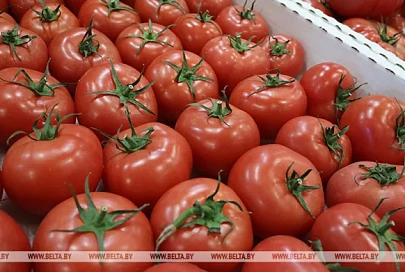 Лукашенко потребовал обеспечить страну огурцами и помидорами в межсезонье 