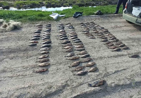 Не дотерпели: в двух районах Гомельской области браконьеры рыбачили во время нерестового запрета 