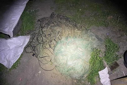 Действовали под покровом ночи: два охотника из Петриковского района незаконно добыли самца европейской косули