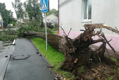 В Светлогорске два человека получили травмы из-за падения дерева