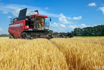 В Беларуси собрано 94% зерновых колосовых, зернобобовых, рапса