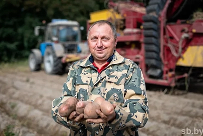 Урожайность картофеля радует светлогорских аграриев
