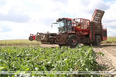 Более 900 тыс. тонн сахарной свеклы накопано в Беларуси