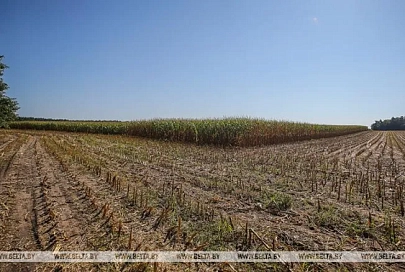 В Беларуси намолочено более 537 тыс. тонн зерна кукурузы