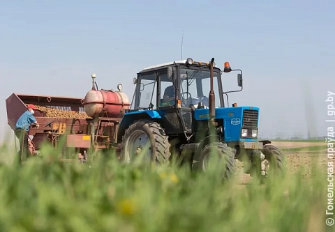 С грядки в банку, из банки на стол. Более 50 наименований продукции выпускает сегодня КСУП «Брилево»