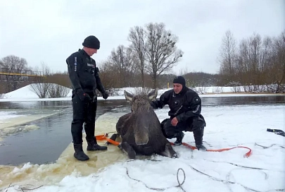 В Речицком районе лосихе помогли выбраться из воды