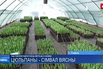 30 000 тюльпанов вскоре вырастут у гомельских лесников