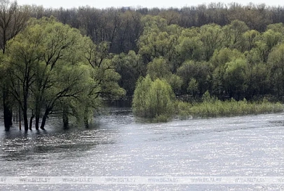 Уровень воды на Припяти у Петрикова превысил опасную высокую отметку