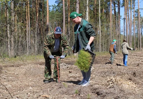 Профсоюзы Гомельщины поддержали акцию «Аднавім лясы разам» и посадили более 7,5 тысячи молодых деревьев