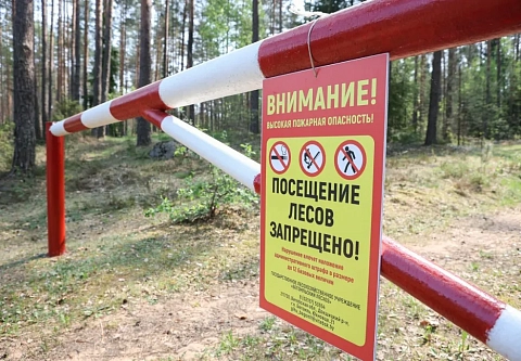 В лес ни ногой: в 11 районах Гомельщины введен запрет на посещение лесов