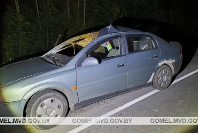 В Житковичском районе автомобиль столкнулся с лосем, пострадала пассажирка и ее 6-летняя дочь