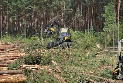 В Лельчицком районе лесхозы продолжают ревизию пострадавших от непогоды территорий