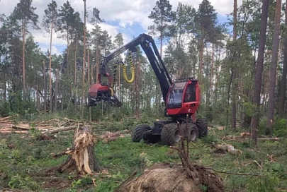В Жлобинском районе усилия лесоводов направлены на спасение деловой древесины