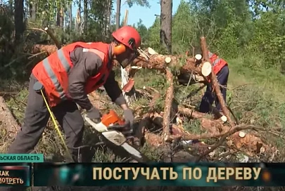 Непогода наломала дров. Лесники разбираются с последствиями грозового фронта в Гомельской области