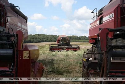 В Беларуси намолотили более 5,4 млн тонн зерновых и зернобобовых культур