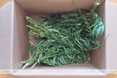 Более 100 грамм марихуаны изъяли у жителя Речицы 