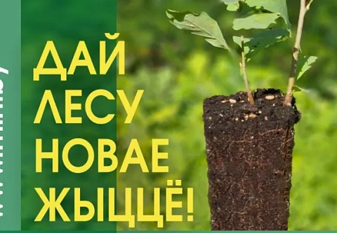 "Дай лесу новае жыццё!": к экологическому месячнику по восстановлению лесов может присоединиться каждый белорус