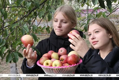 Яблочко от школы недалеко падает. Как в Жлобинском районе учат детей ухаживать за плодовыми садами