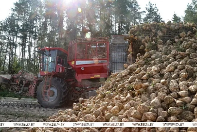 Уборку сахарной свеклы и кукурузы на зерно завершили в Беларуси